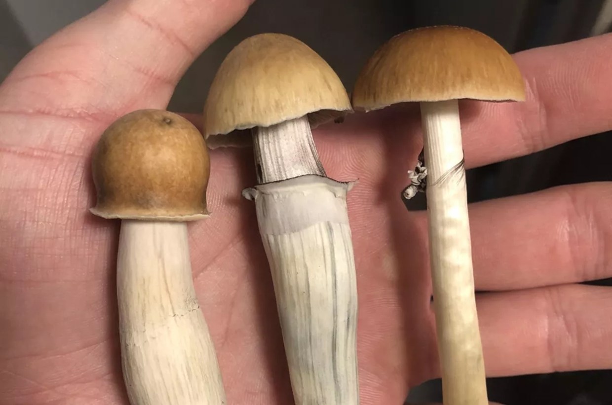 Is Denver Ready for Further Mushroom Decriminalization?