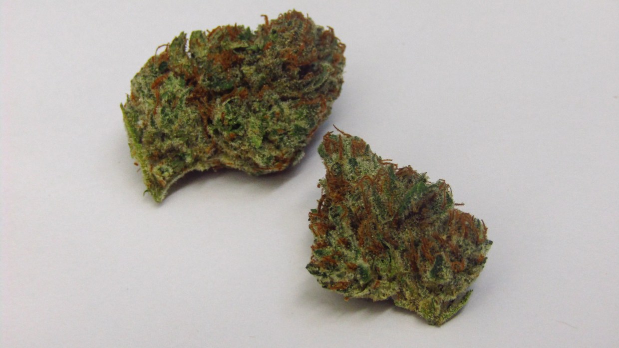 Why Colorado Tokers Love Lilac Diesel