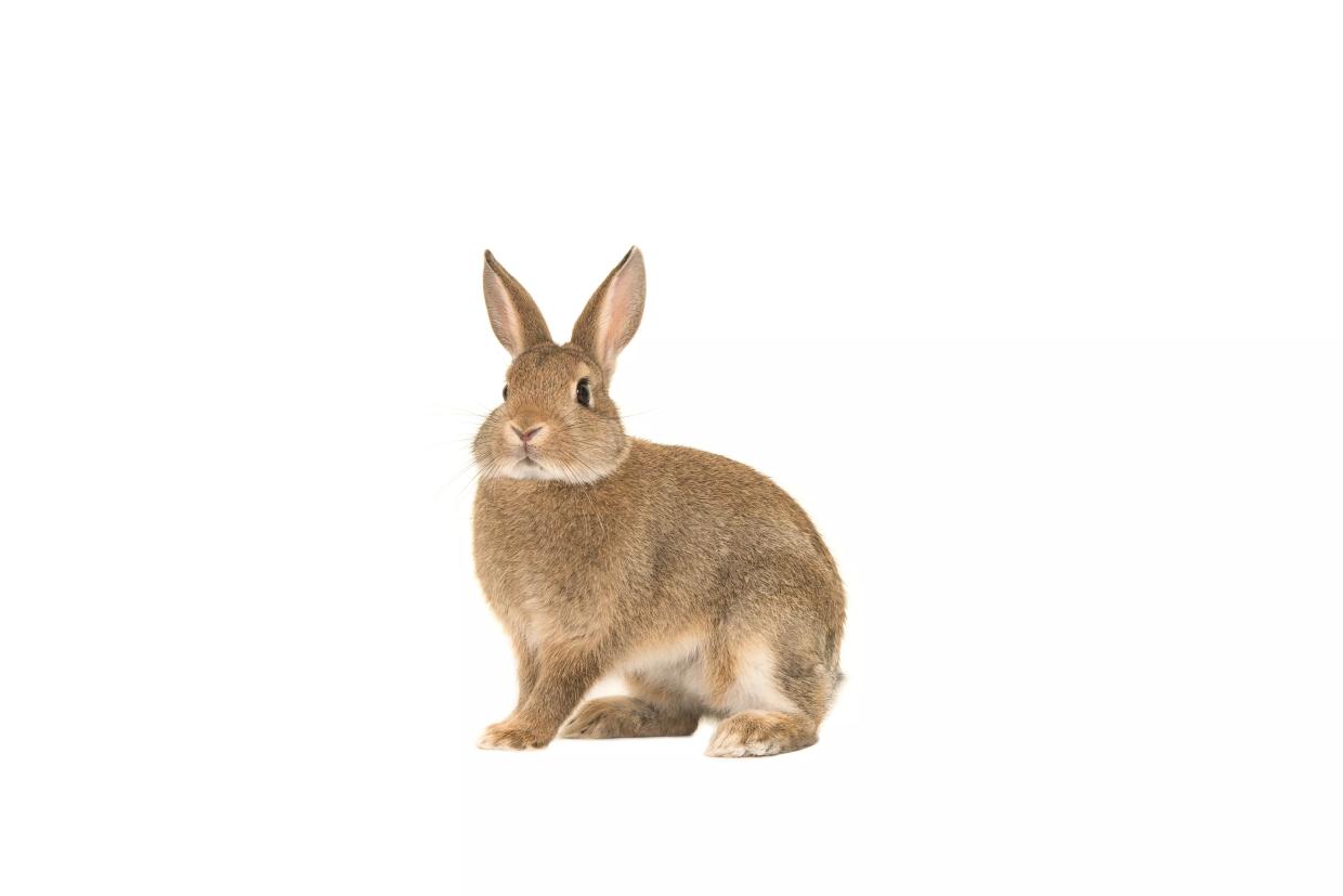 Op-Ed: Somebunny Tell Me What to Do About My Awful Roommates