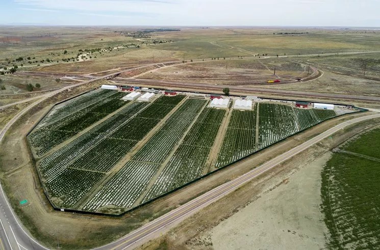 Curaleaf Sells 36-Acre Marijuana Cultivation to Mammoth Farms
