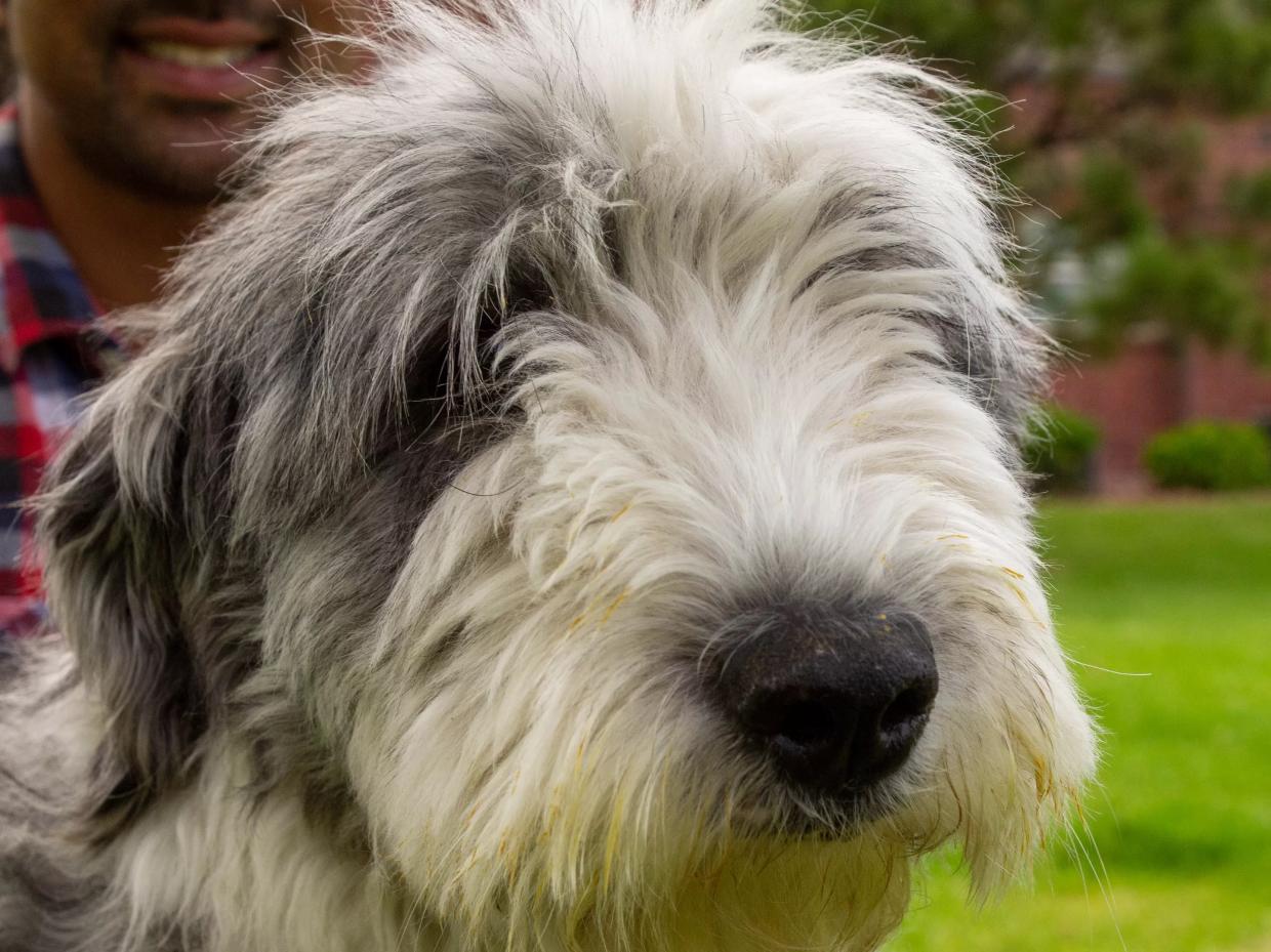 Josh George Found Himself With a Dog…and Then He Lost Her