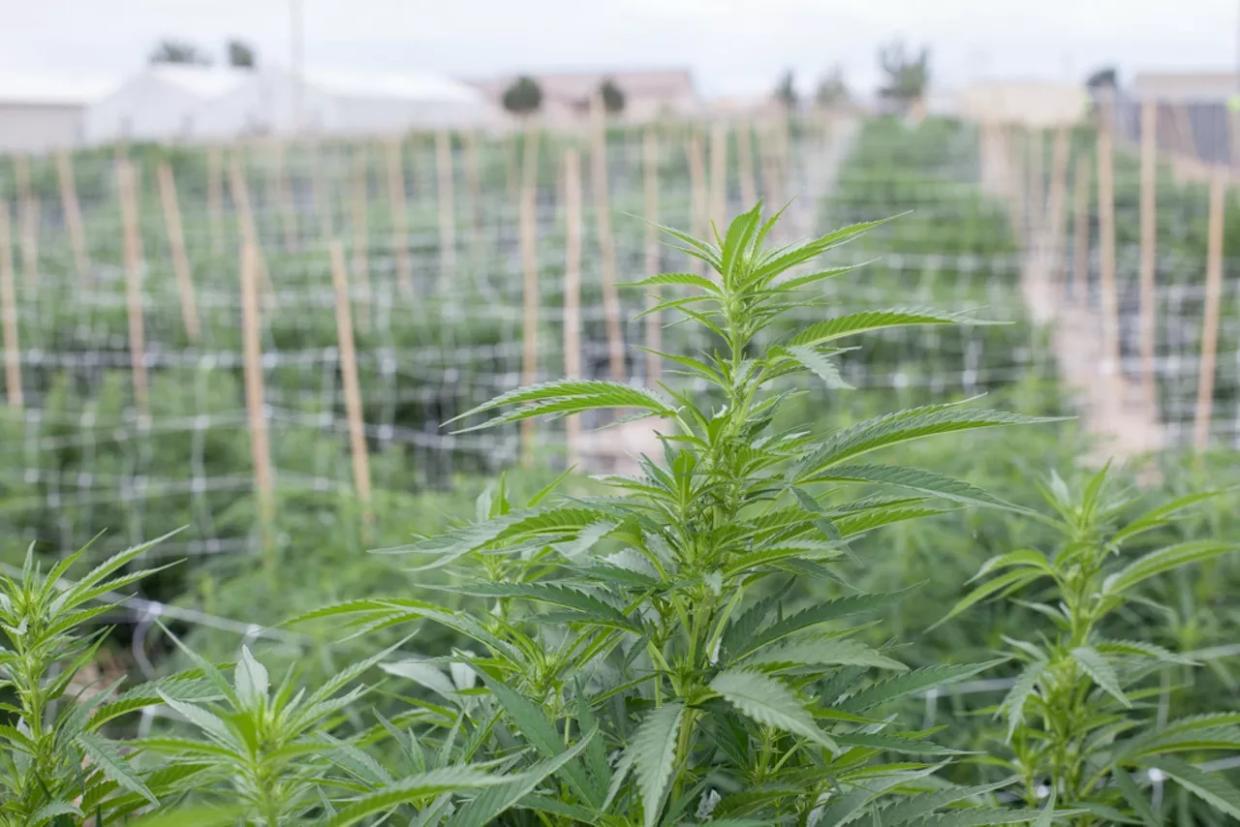 Colorado Marijuana Industry Prepares for Deeper Pockets