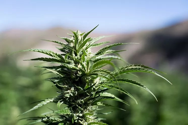 Reader: If It Is Not Your Field, It Is Not Your Weed