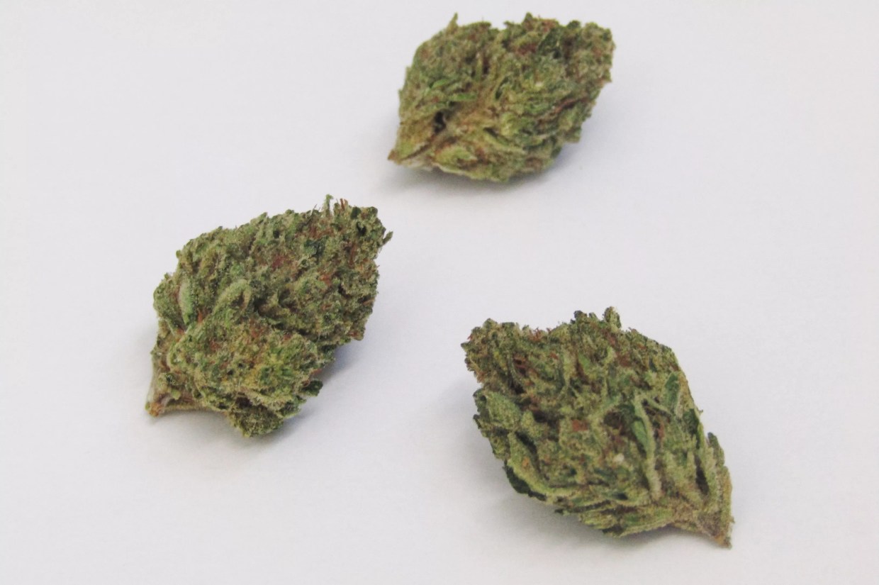 Why Colorado Tokers Love Tahoe Alien