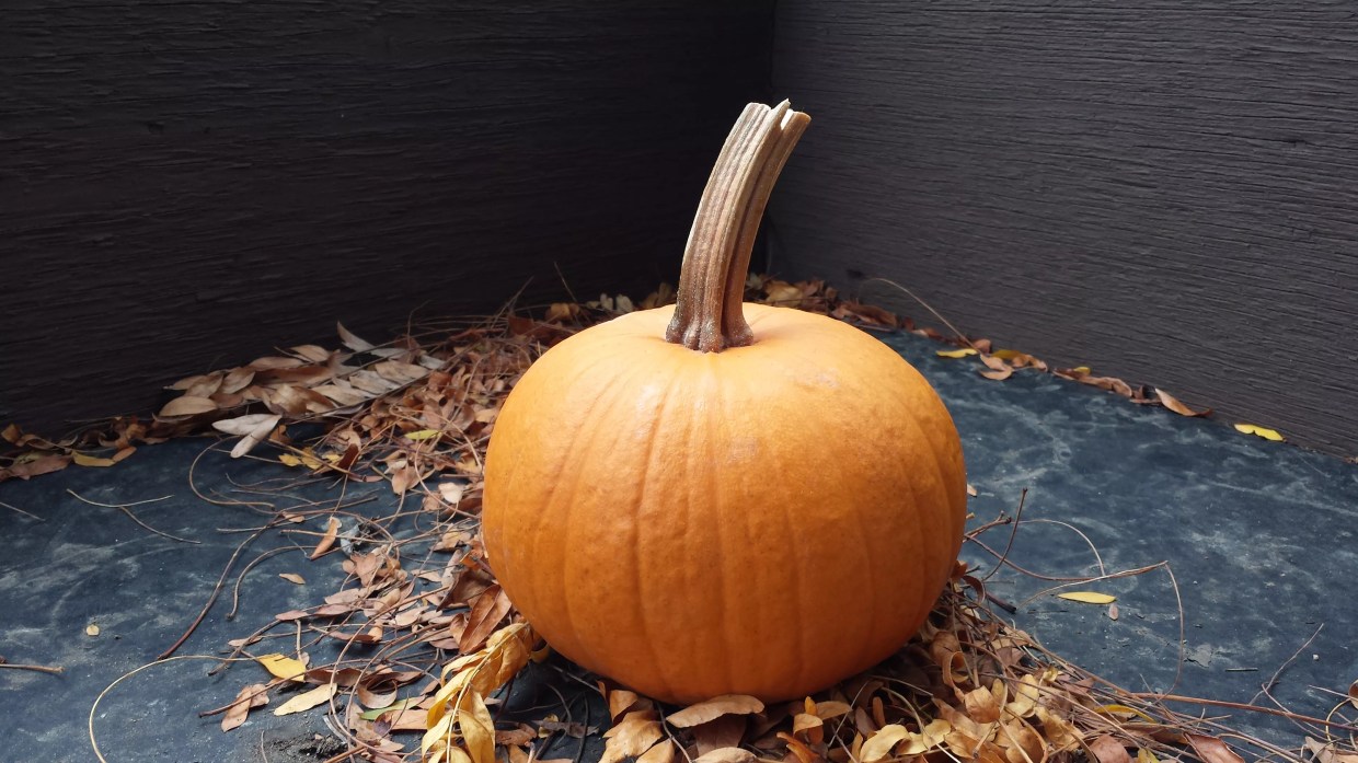 The Great Pumpkin Patches of 2019