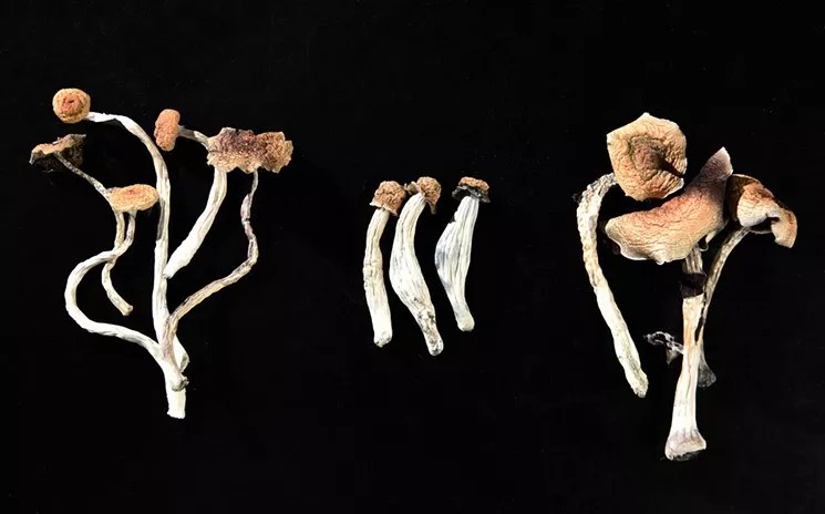 Denver City Council Could Consider More Mushroom Decriminalization