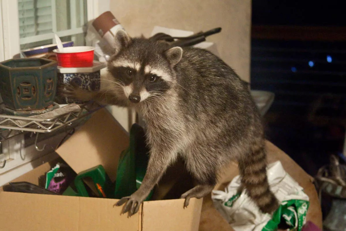 Animals That Denver Residents Can and Can’t Have as Pets