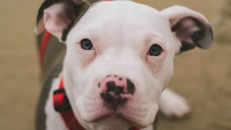 Pit Bull Advocates on Why Denver Should Finally End Ban After 30 Years