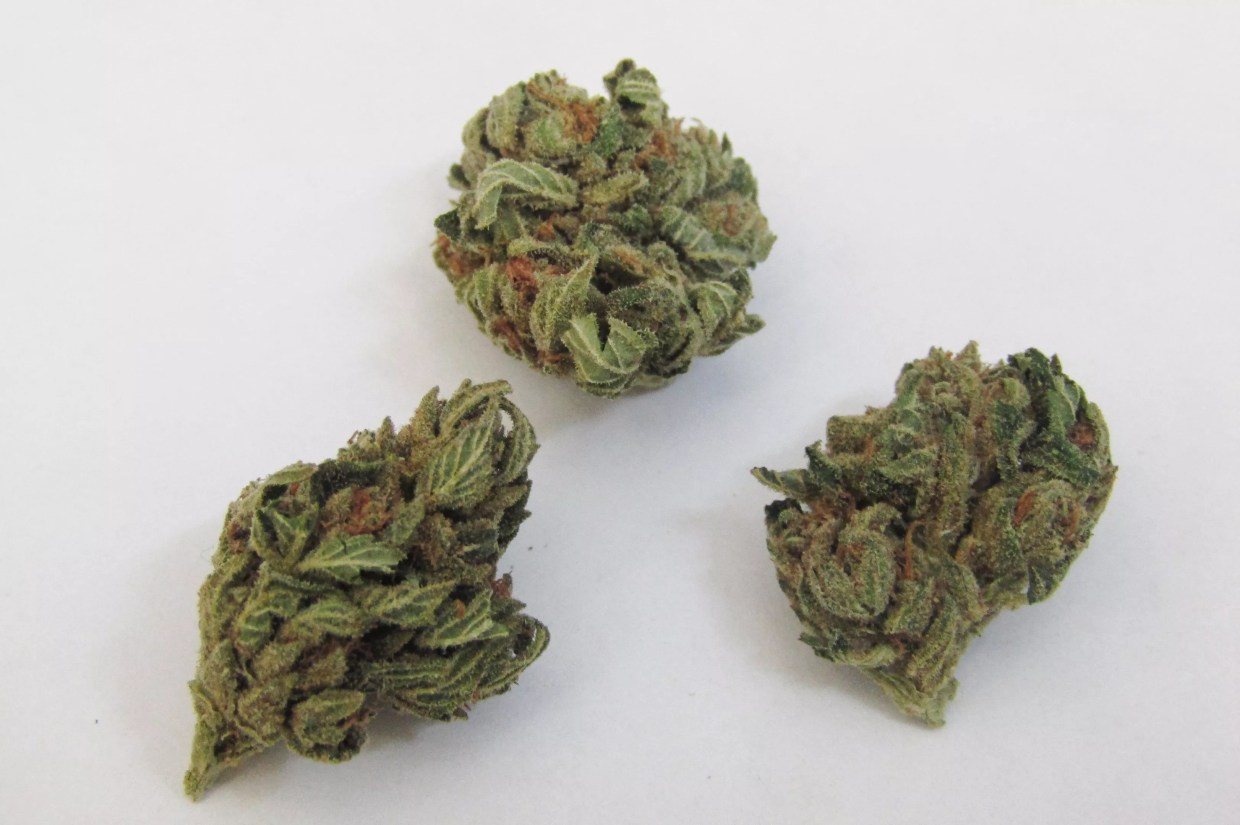 Why Colorado Tokers Love Black Cherry OG