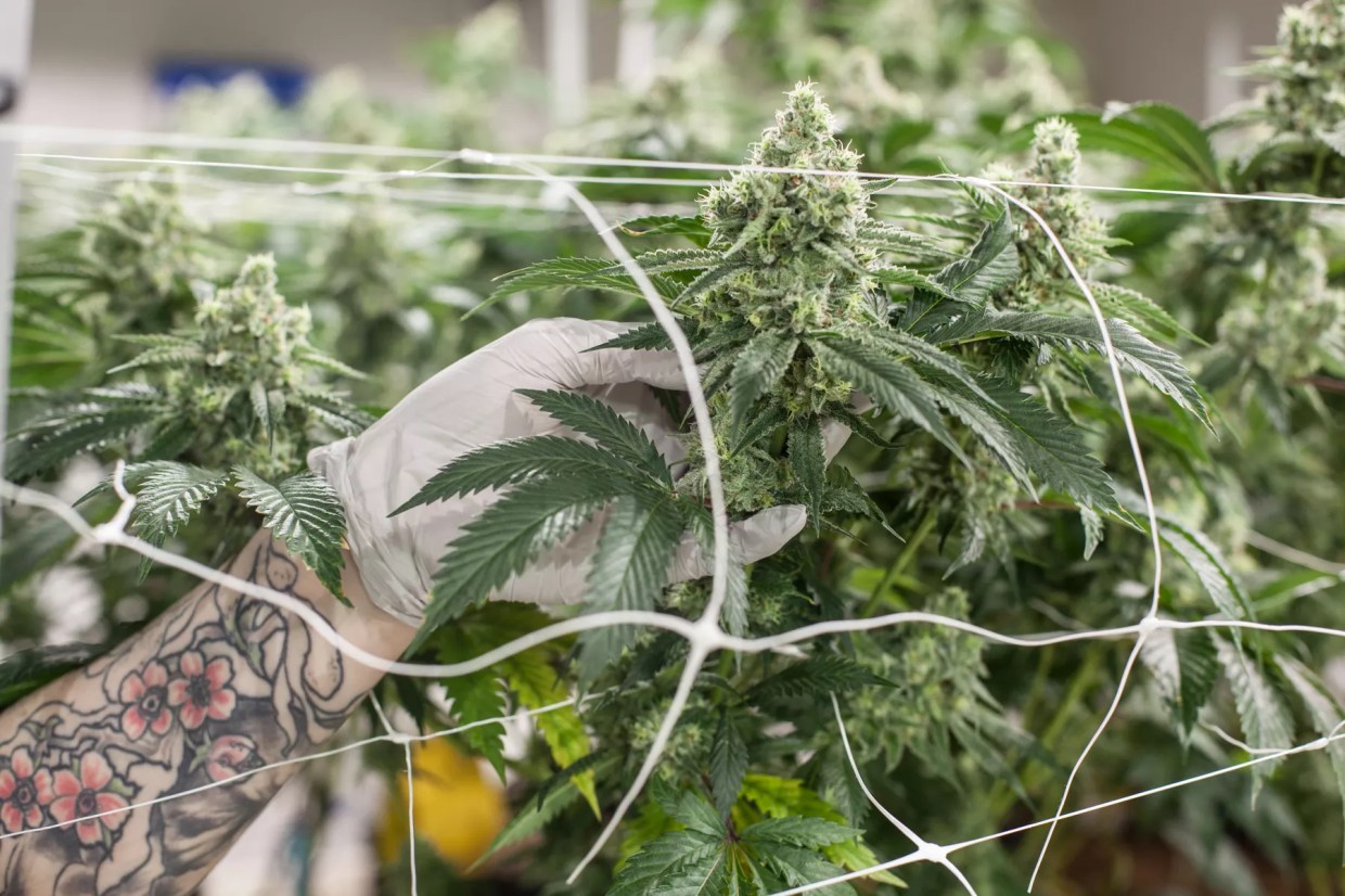 Colorado Issues First Marijuana Recall Over Heavy Metal Contaminants