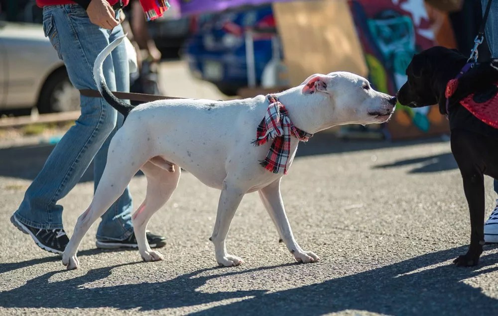 Mayor Hancock Vetoes Ordinance Legalizing Pit Bulls in Denver