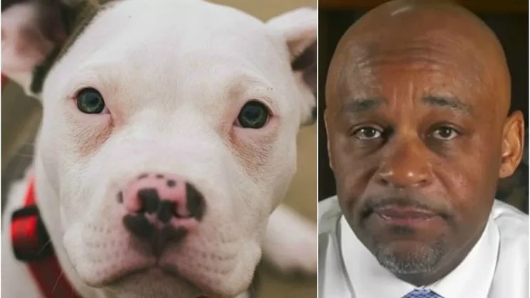 Denver Pit Bull Veto Override Vote Set for Next Week