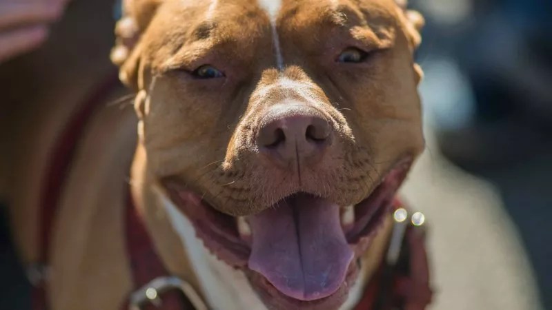 Denver Dogs That Bit More People Than Pit Bulls Did in 2019