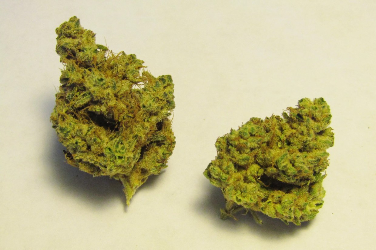 Why Colorado Tokers Love Snowball