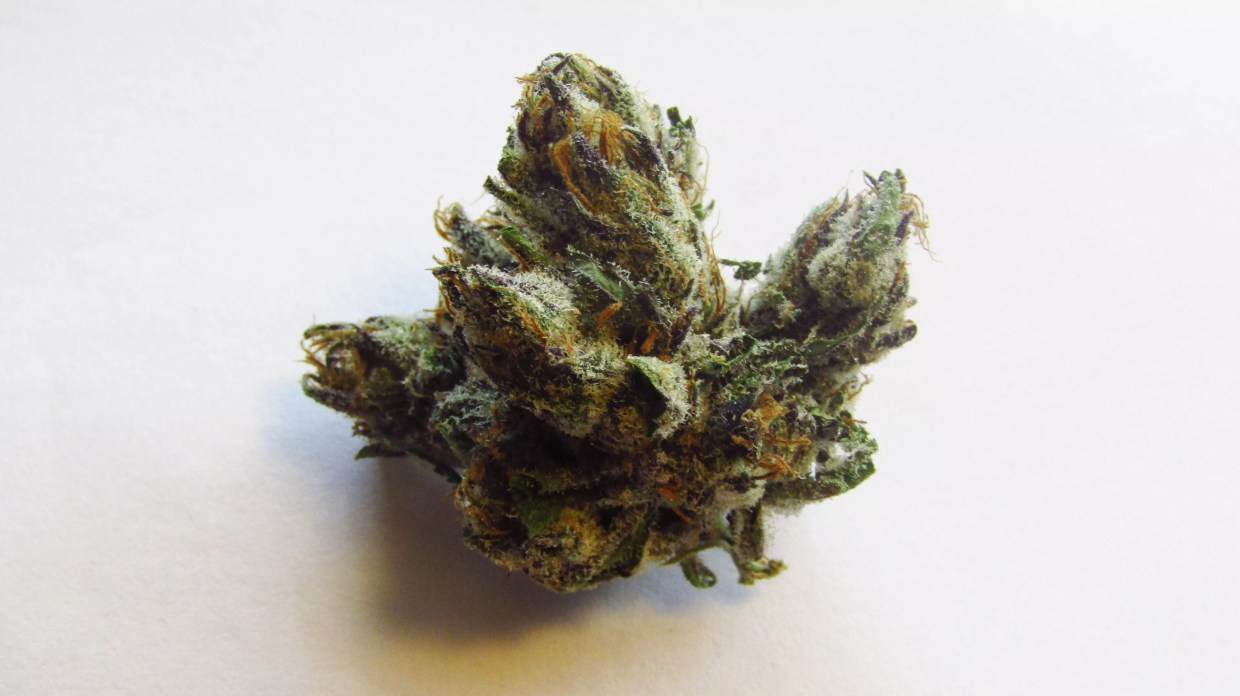 Why Colorado Tokers Love Paris OG