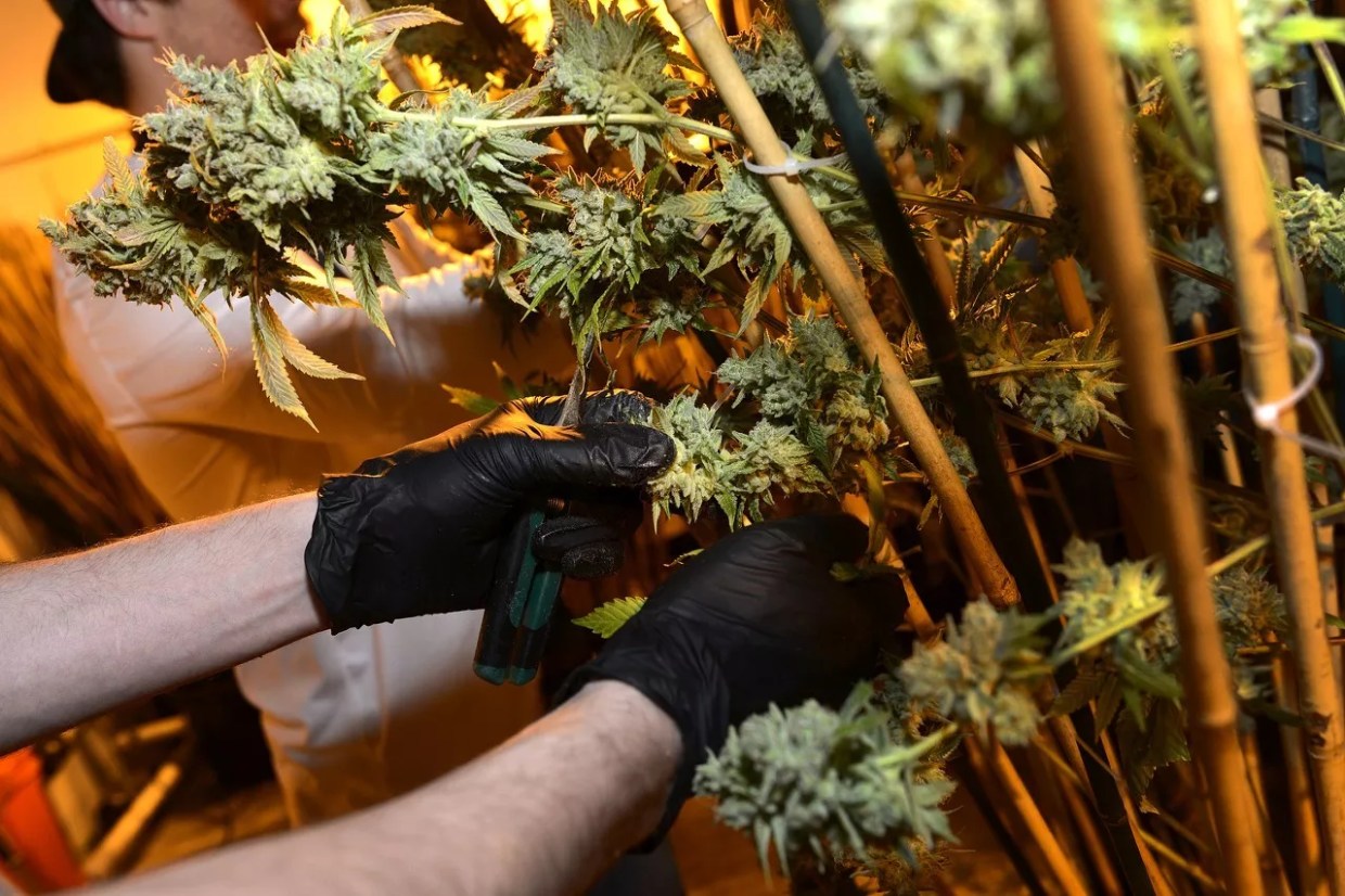 Marijuana Business Mentorship Program Launches in Denver