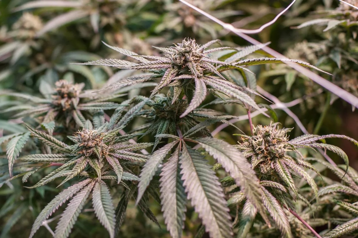 Nearly 15 Percent of Colorado’s Microbial Weed Tests Were Failures in 2019