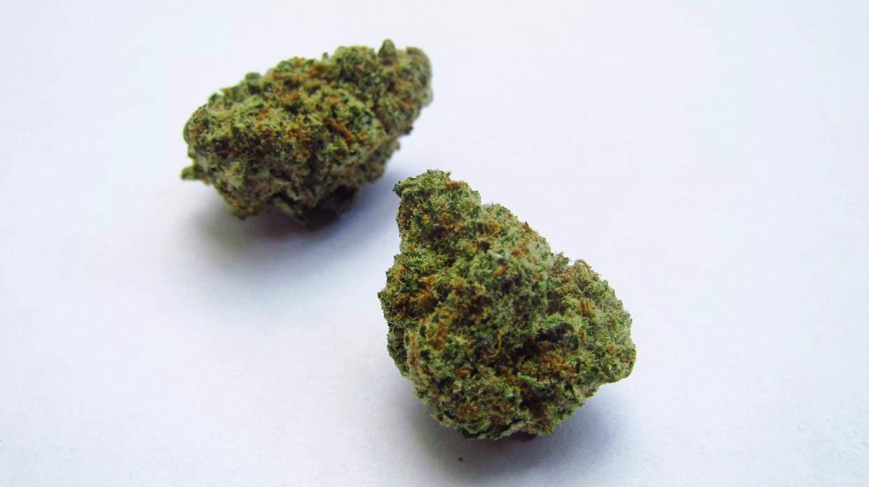 Why Colorado Tokers Love Chocolate Rain