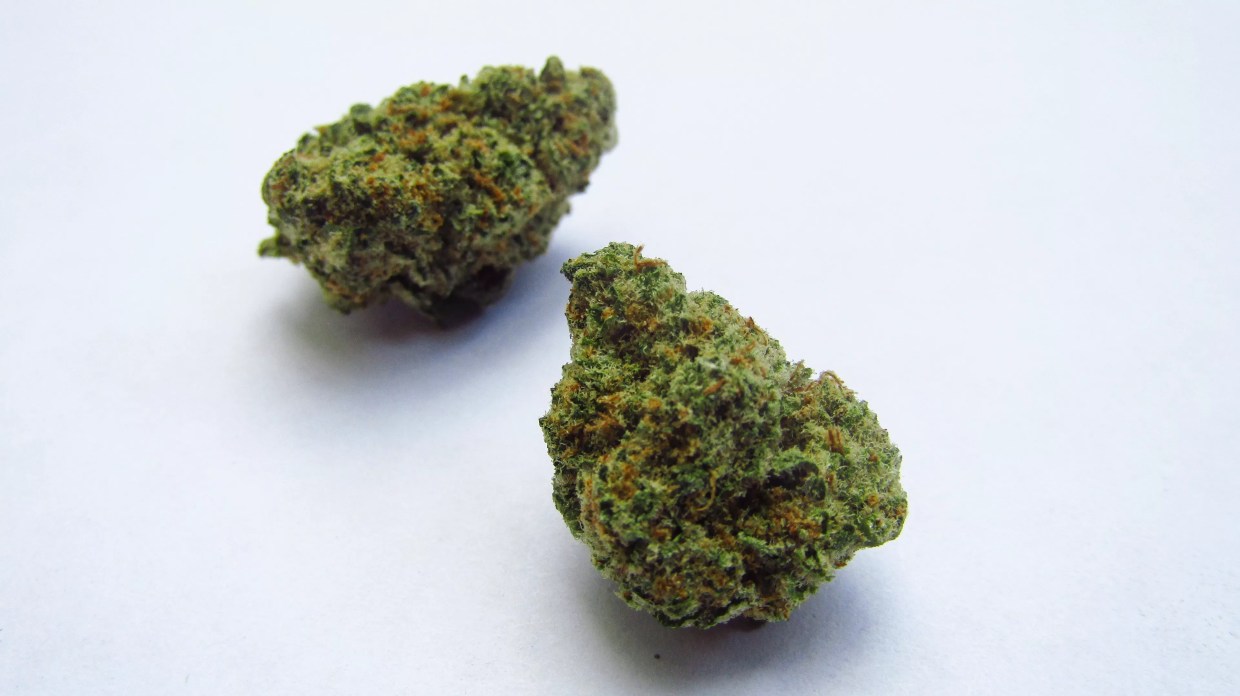 Why Colorado Tokers Love Chocolate Rain