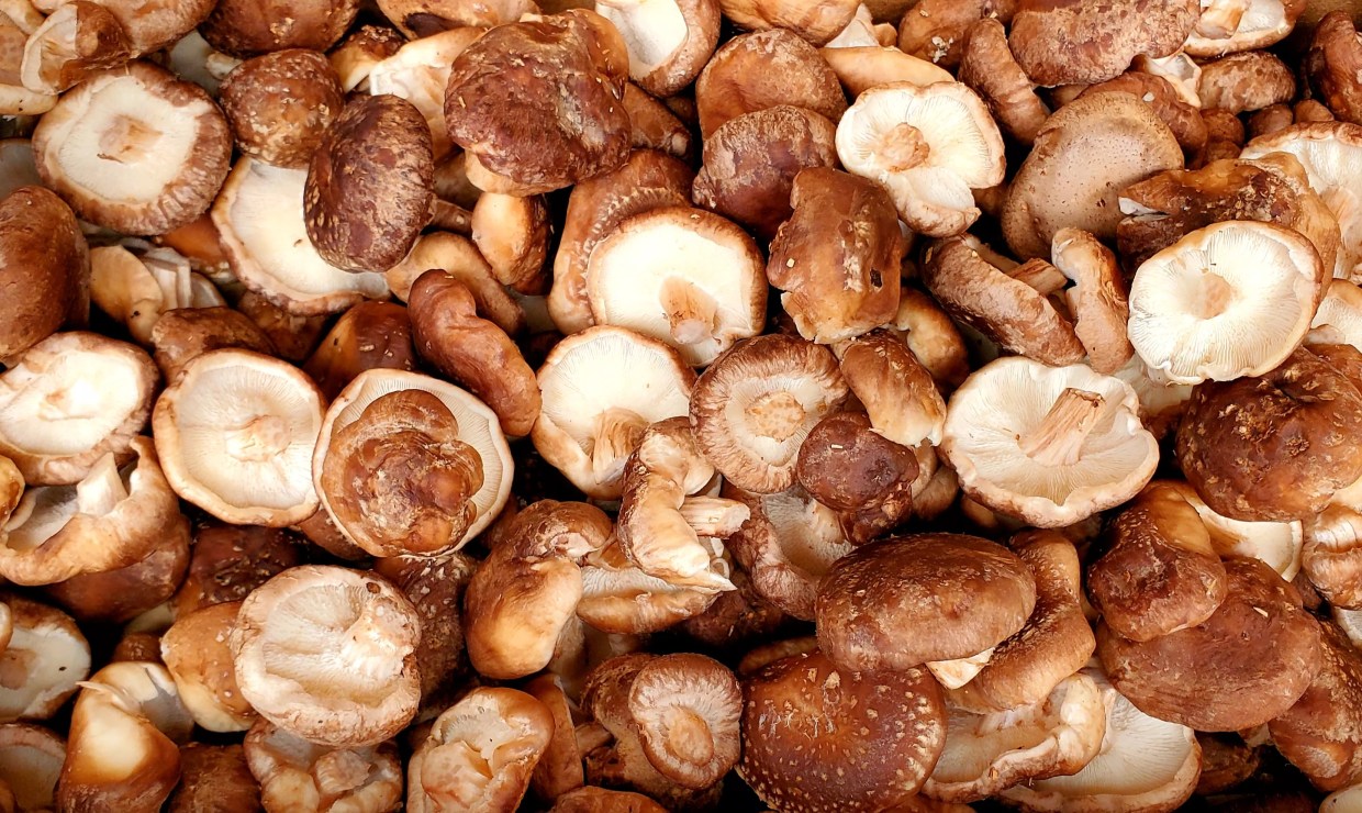 Mile High Fungi Spawns a Growing Mushroom Business