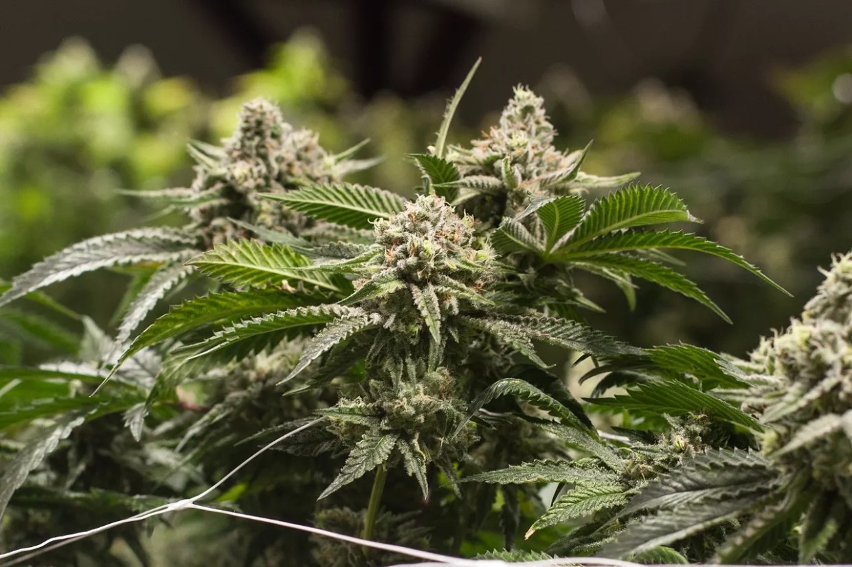 Burglary at Veritas, Cookies Marijuana Growing Operation