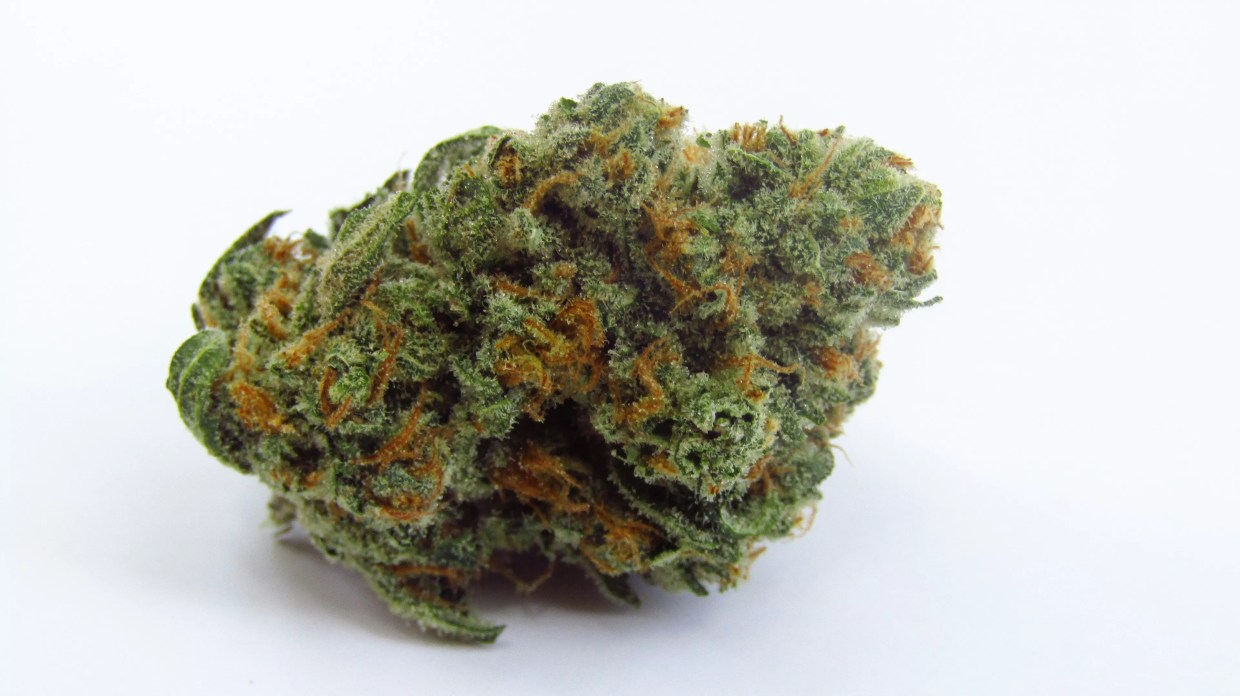 Why Colorado Tokers Love Night Terror OG