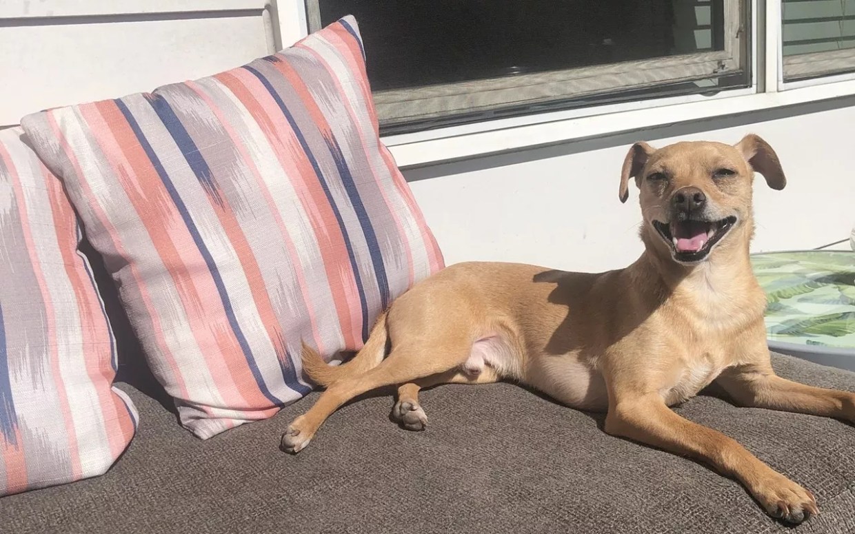 Best CBD Treats and Supplements for Pets