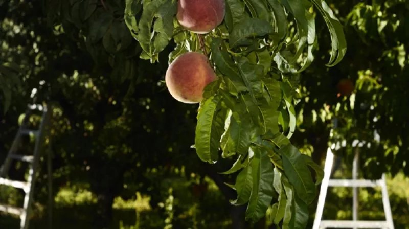 Reader: Summer Crops Struggle While We Wait for Fall Harvest