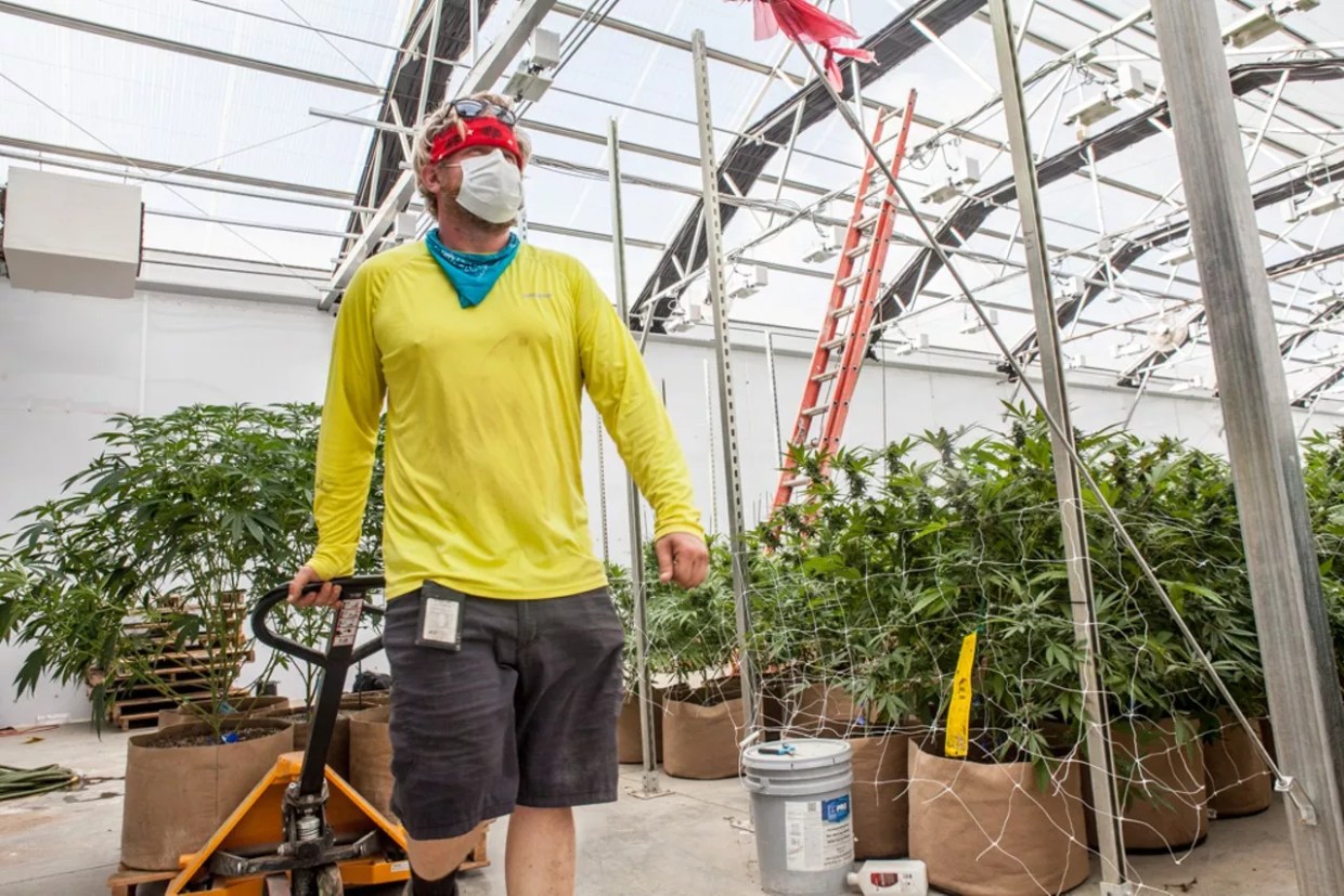 Marijuana To-Go Windows, Online Ordering Likely Permanent