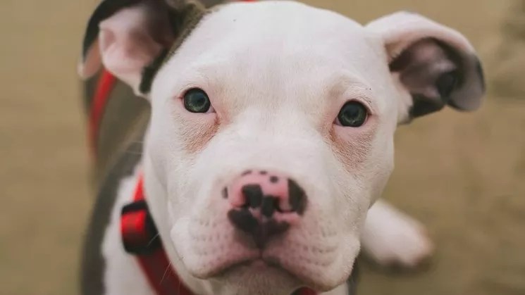 Denver Campaign to Legalize Pit Bulls Revs Up