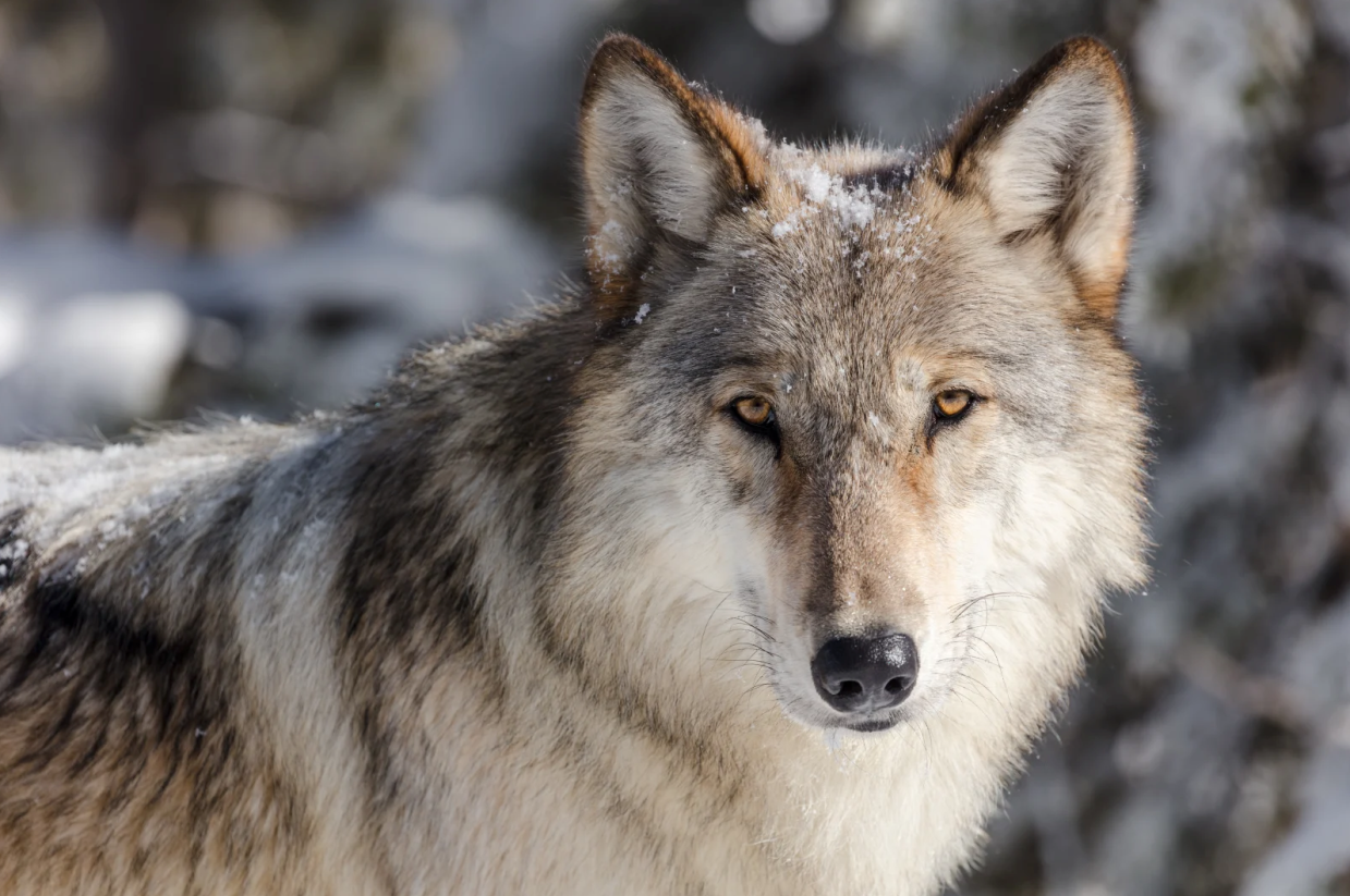 Op-Ed: Delisting Wolves From the ESA Ignores Science and Data