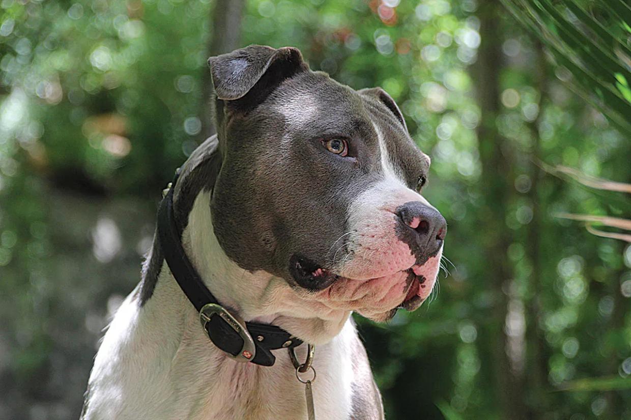A pit bull looking at something.