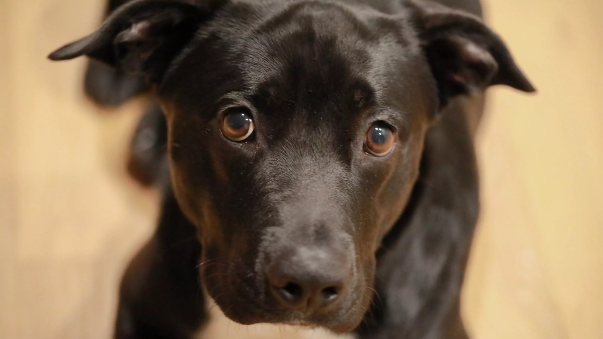 How Denver’s Pit Bull Ban Led to a Woman’s Nightmare