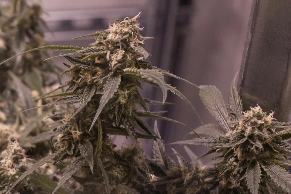Medical Marijuana Delivery Coming to Longmont