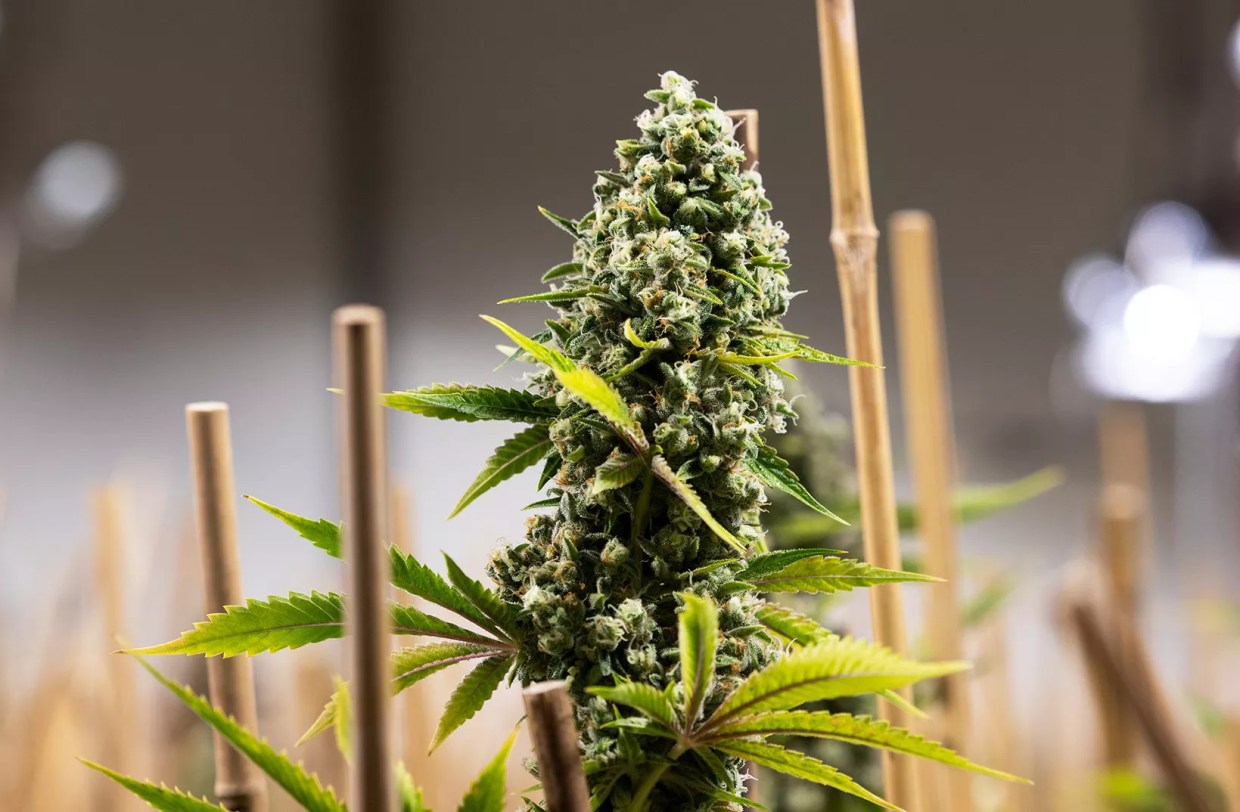 How Cookies Brand Cannabis Strains Came to Colorado