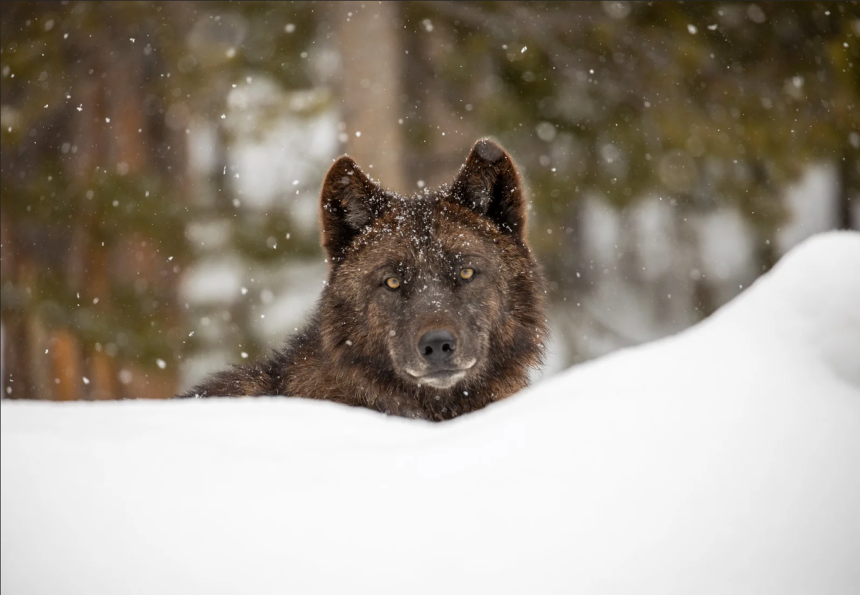 Colorado Voters Howl for Wolves, Just Delisted as Endangered