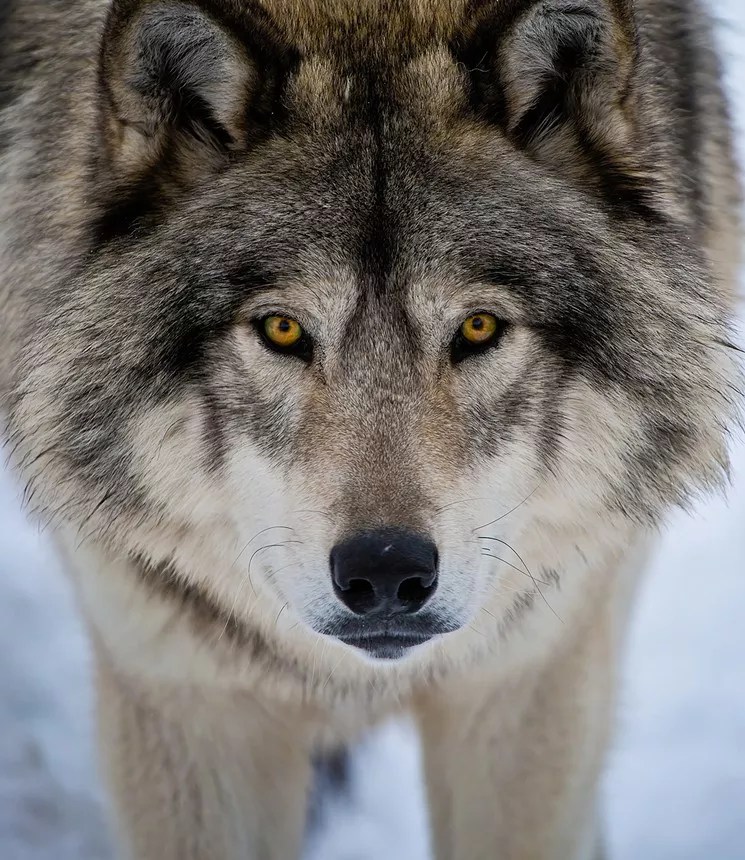 Reader: Wolves Were Here Before Us, and Deserve a Place to Live