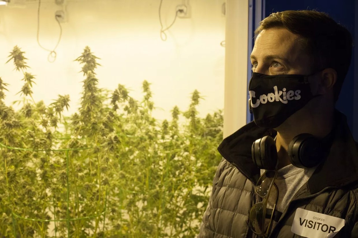 Our Most Popular Marijuana Stories of 2020