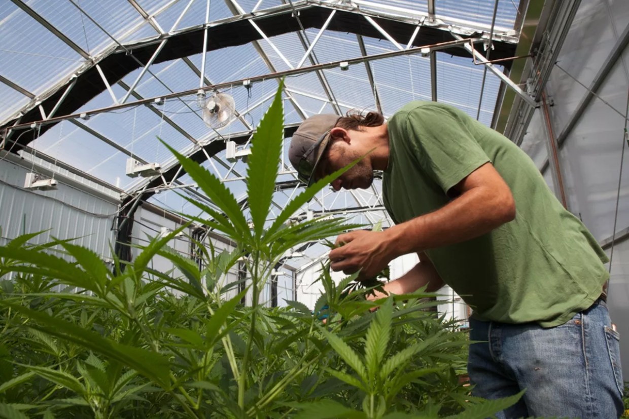 New Colorado Marijuana Laws Took Effect on January 1