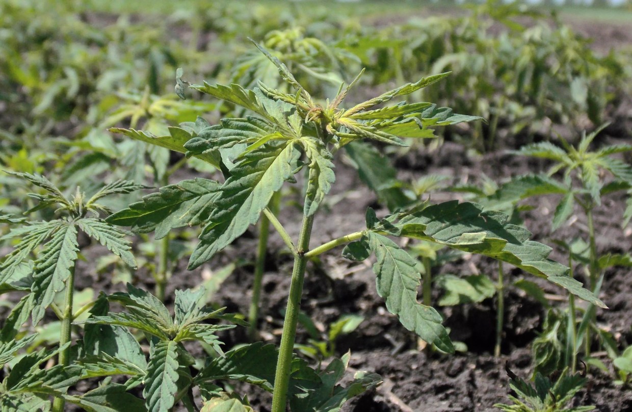 Colorado Moves Forward With Hemp Center Contract Despite Objections