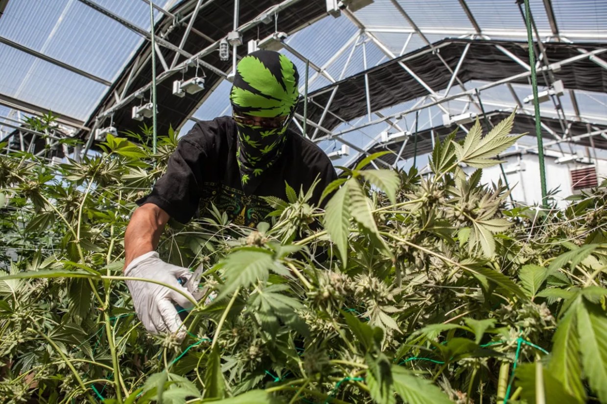 Making Up Ground in Colorado’s Race to Cannabis Diversity