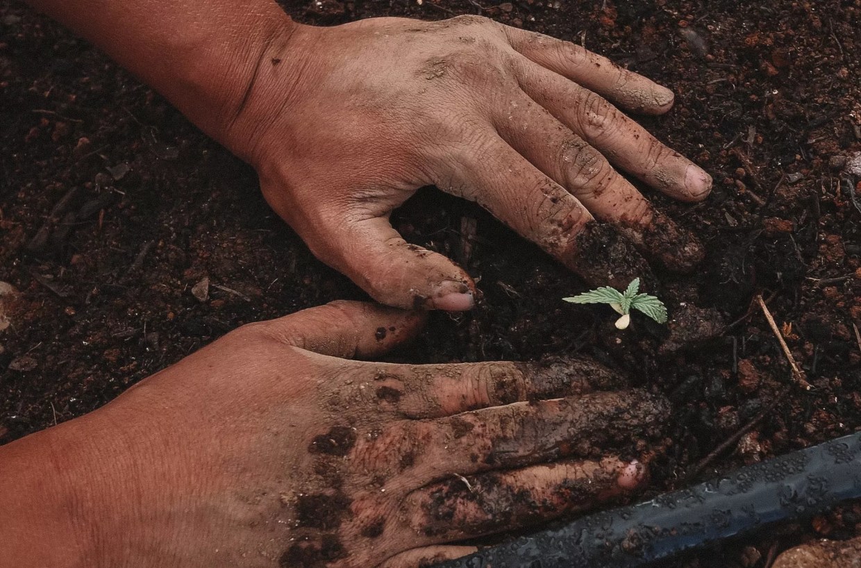 State Seeking Committee Members to Steer Hemp Center of Excellence