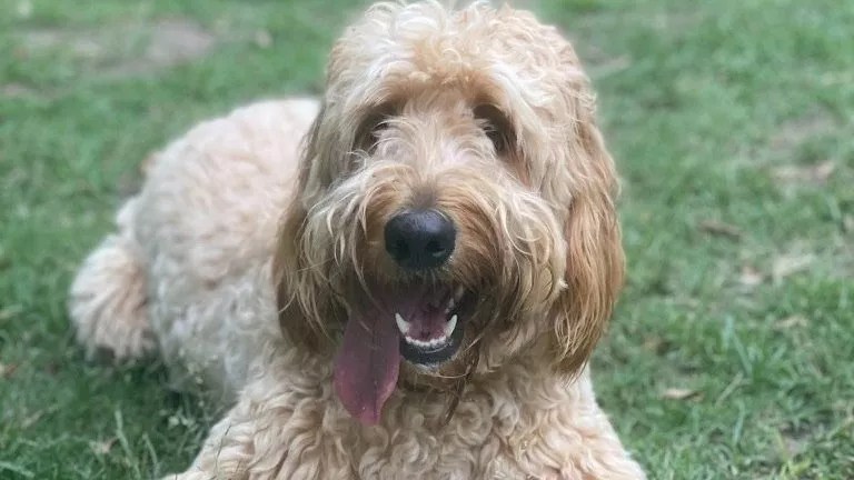 Reader: The Problem Is the Pet Owners, Not the Pets