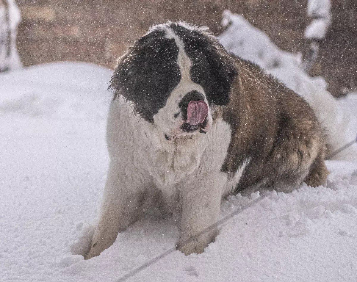 Reader: More Snow Is Coming! Bring It On, Colorado!