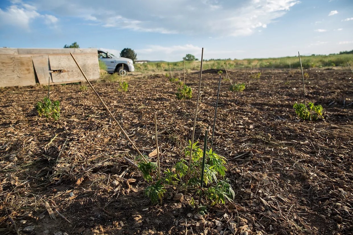Smell Complaints Lead to Pitkin County Hemp Farming Restrictions