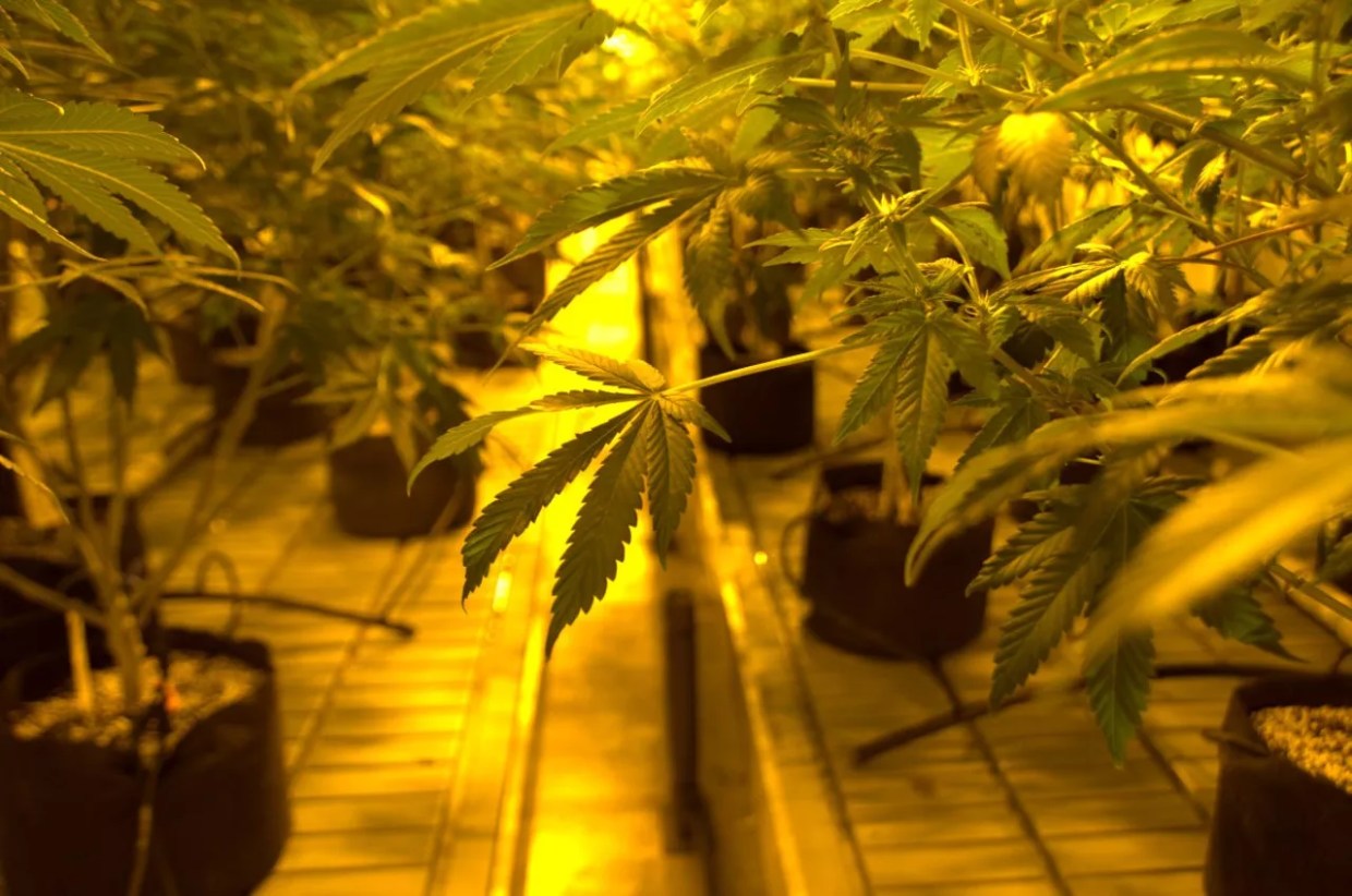 Medical Marijuana Recalled in Colorado Springs