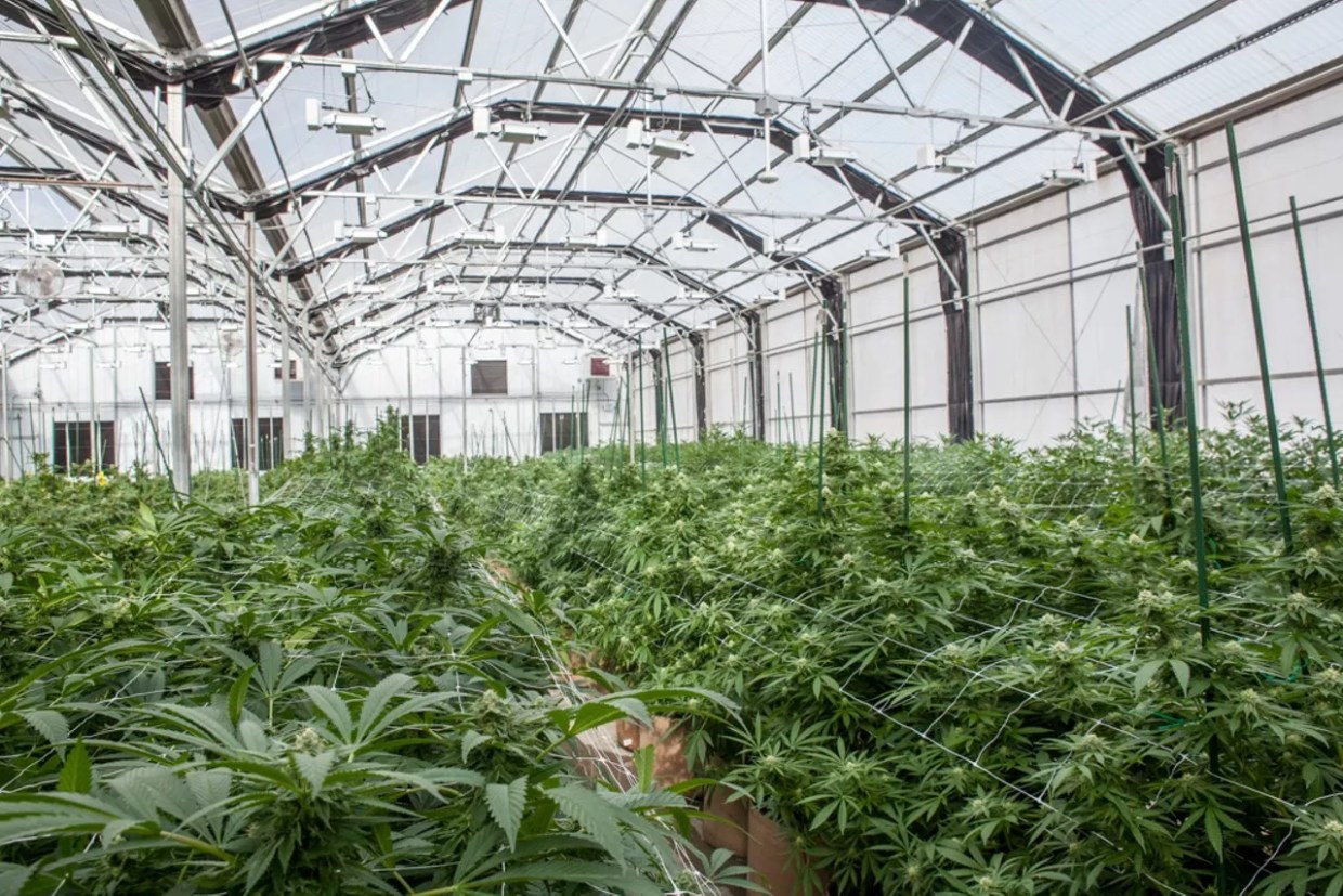 Colorado Marijuana Growers Vying for DEA Research Approval