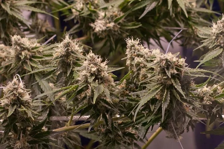 Denver Receives First Marijuana Delivery Application