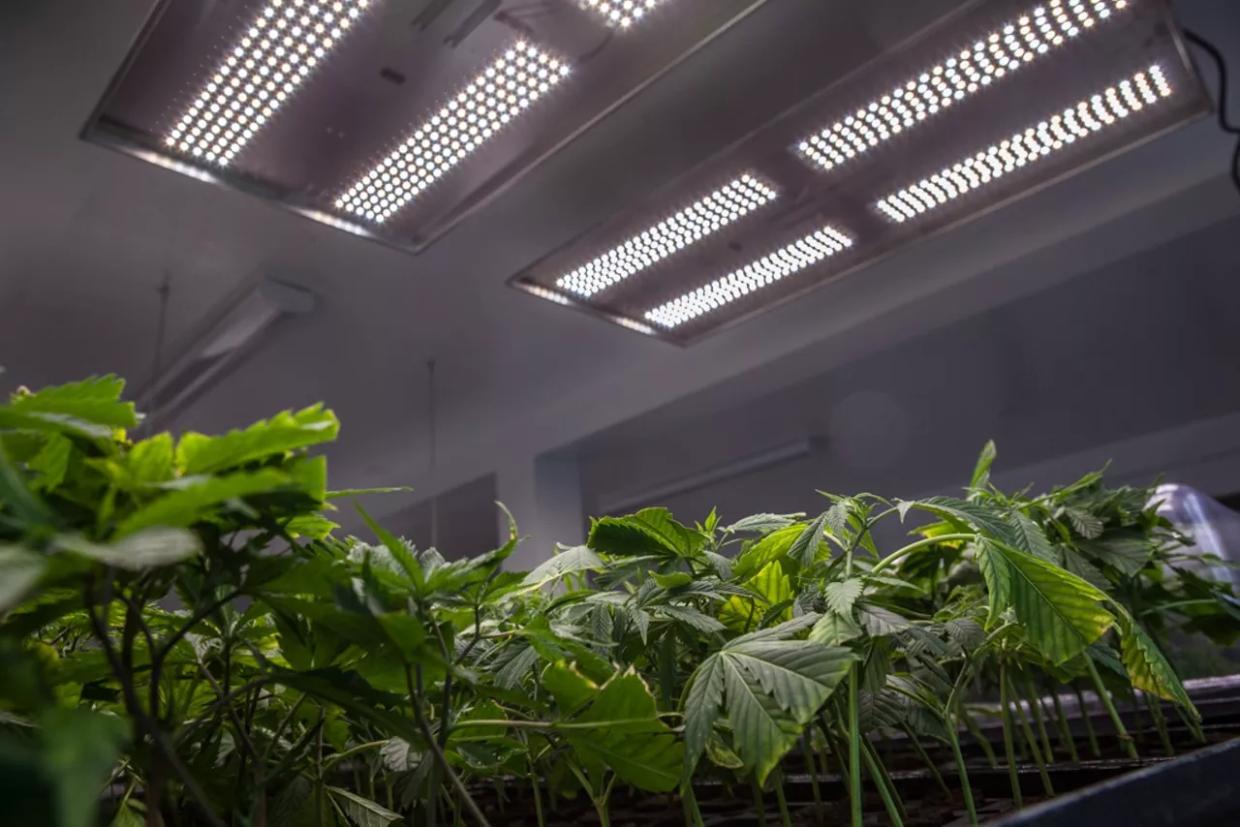 DEA Approves Denver Marijuana Facility for Medical Research