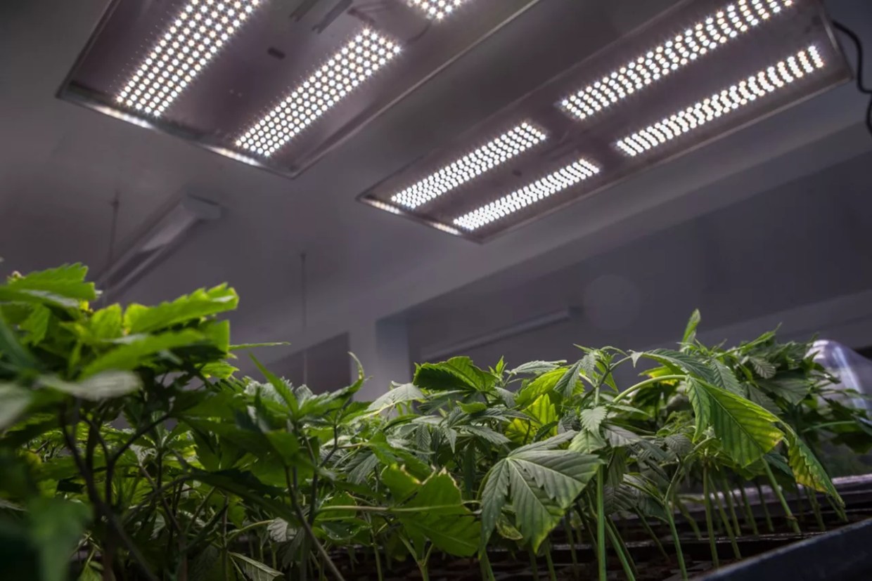 DEA Approves Denver Marijuana Facility for Medical Research